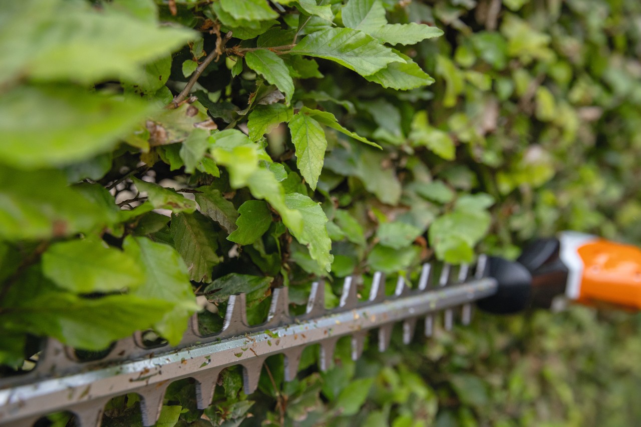 Primer plano de un cortasetos de altura de batería STIHL HLA 66