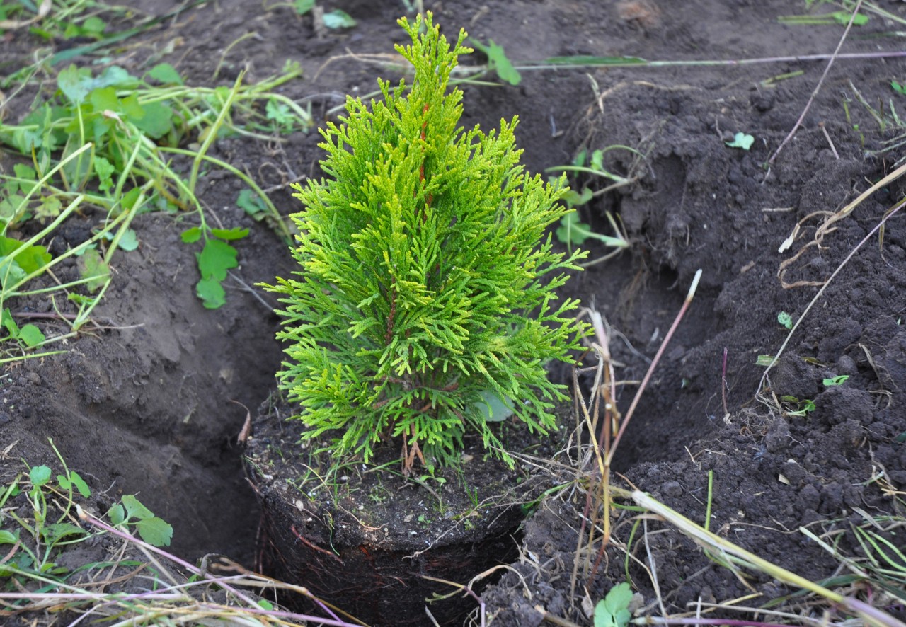 Tuya Brabant pequeña después de plantar