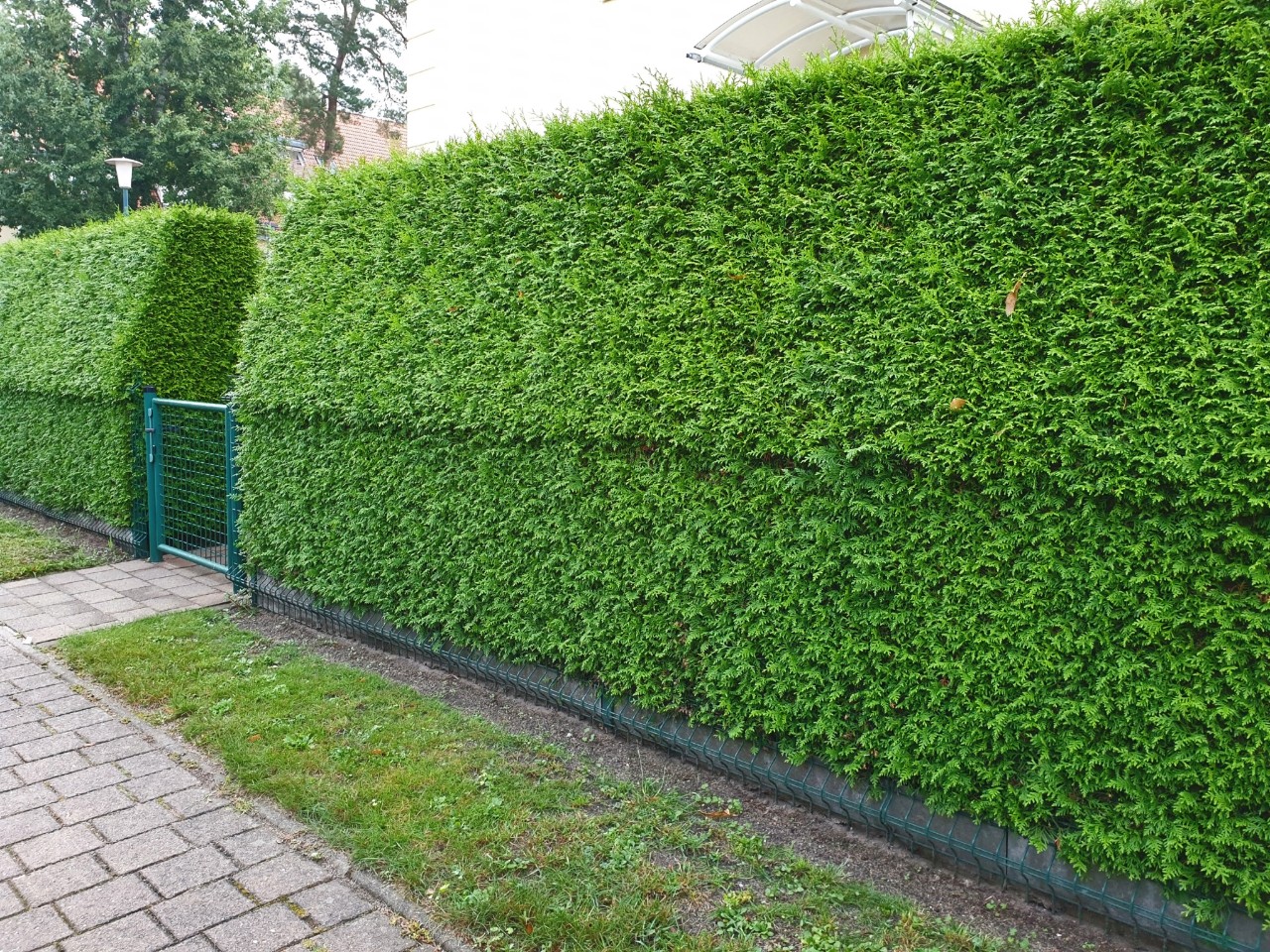 El seto de tuya con corte trapezoidal y denso enmarca una puerta de jardín
