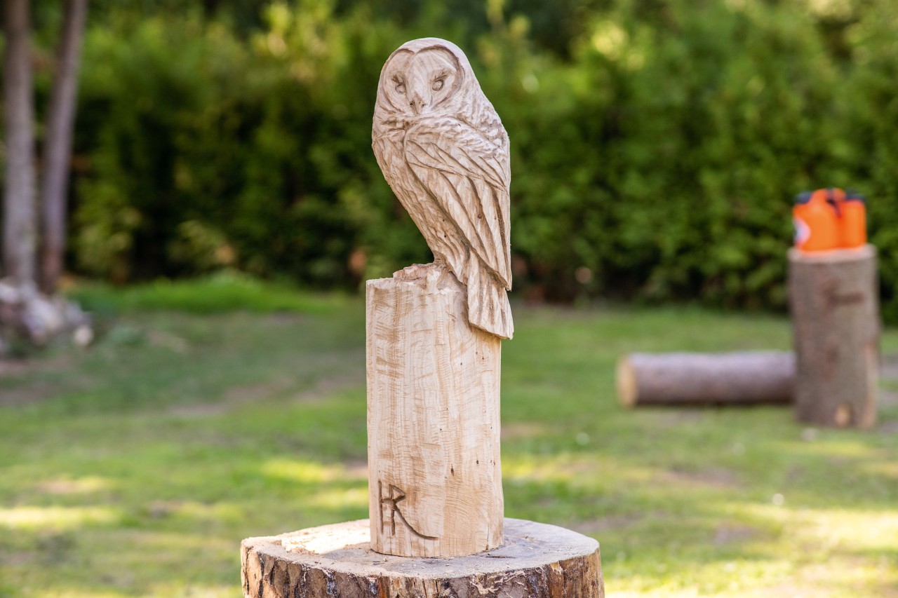 Esculpe tu propio búho de madera
