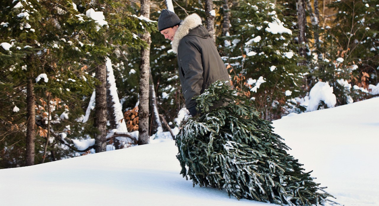 Un hombre con gorro y chaqueta arrastra un árbol de Navidad por un bosque nevado después de haberlo cortado él mismo