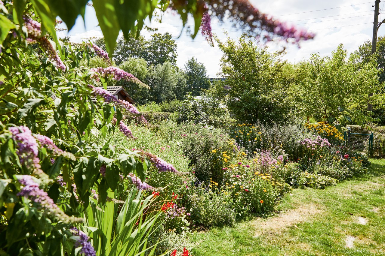 Una jardinera de flores ideal para las abejas con lilas púrpuras en primer plano.