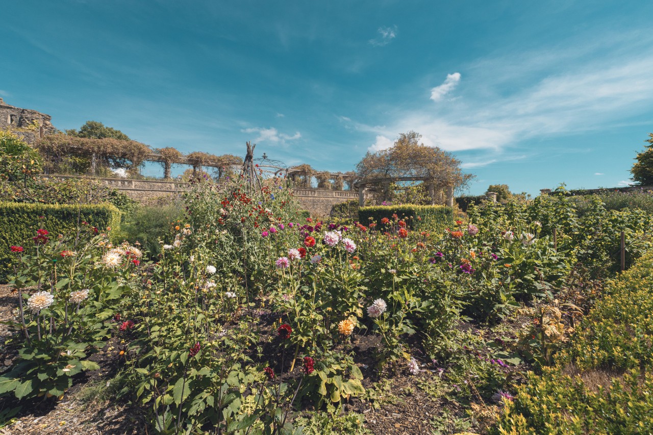Zona de crecimiento silvestre con rosas