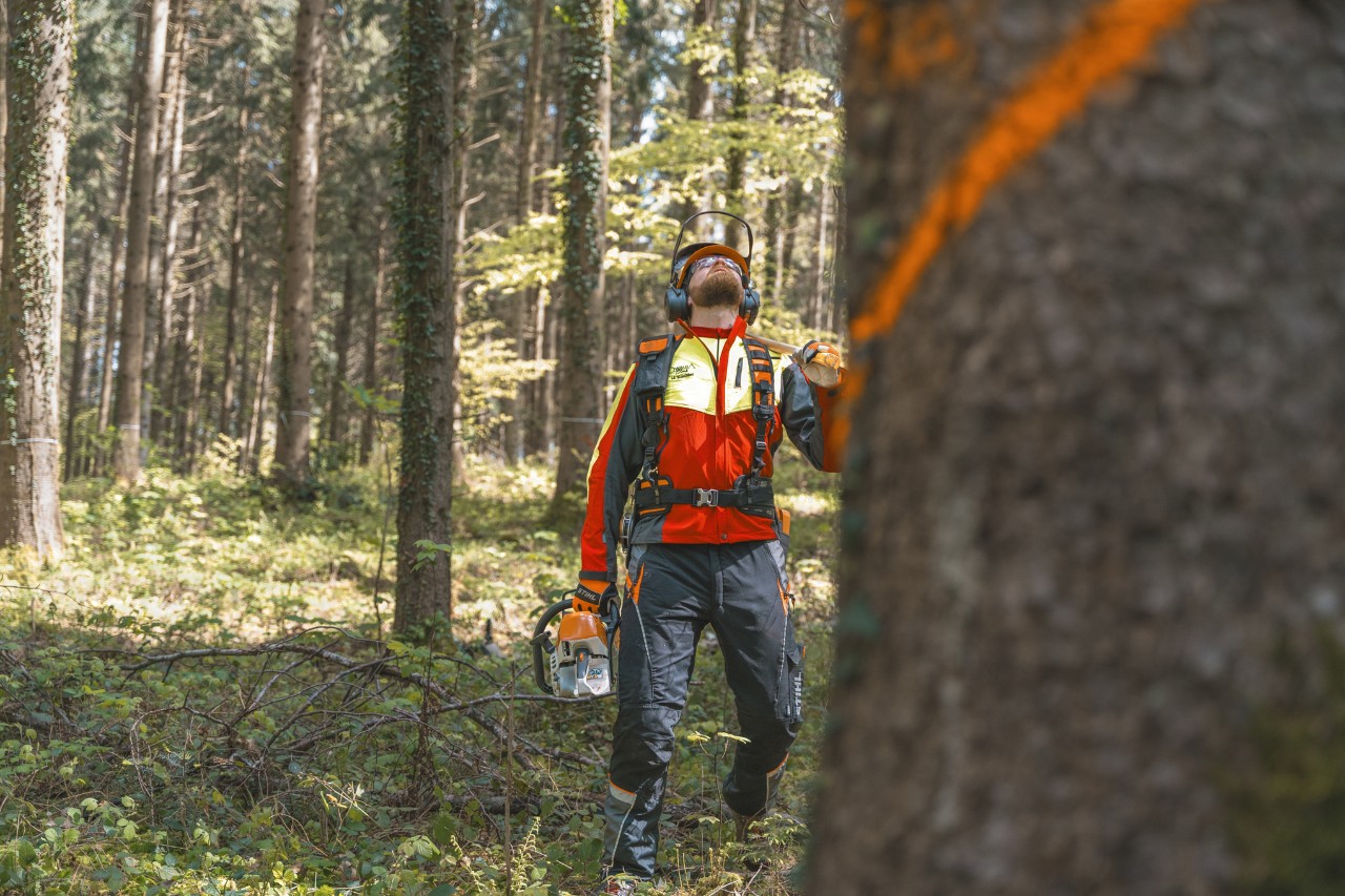 El jefe de silvicultura Markus Küchler con una máquina STIHL en la mano delante de un árbol marcado con color 